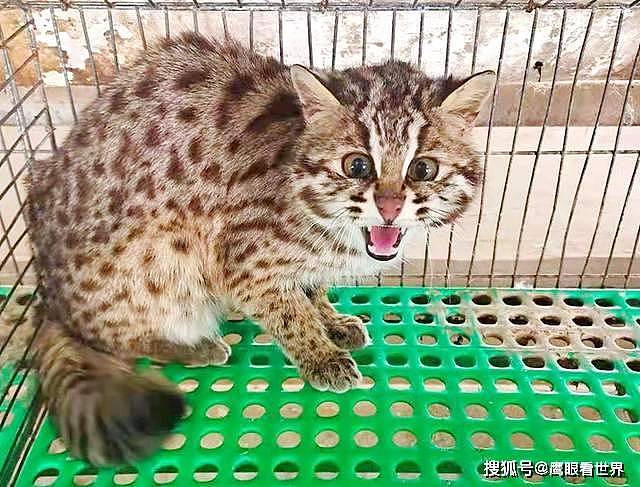 灵台警方：救助一只国家二级重点保护野生动物豹猫 - 1