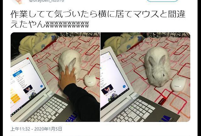 网友想用鼠标，却误摸到了兔子的头上，兔子：怎么突然眼前一黑？ - 1