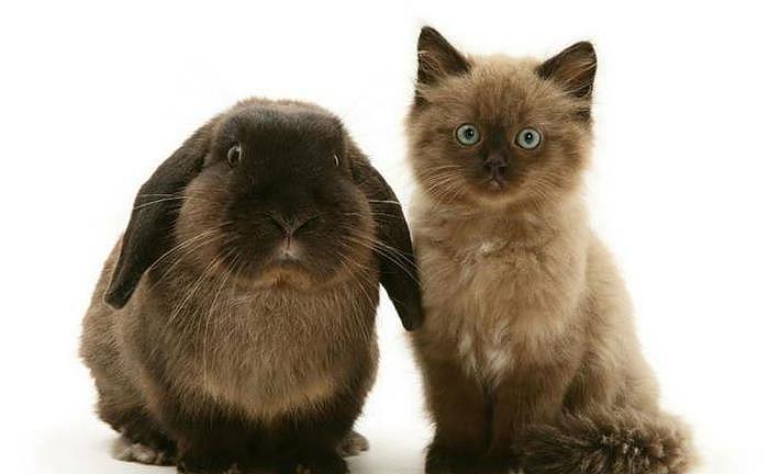 猫咪遇上和自己长一样的兔子，百年修得同船渡，千年修得神同步！ - 6