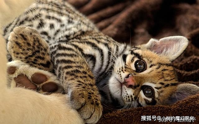 爱撒娇的猫科动物：猎豹像孩子，狮子求抱抱，老虎像只大橘猫 - 4