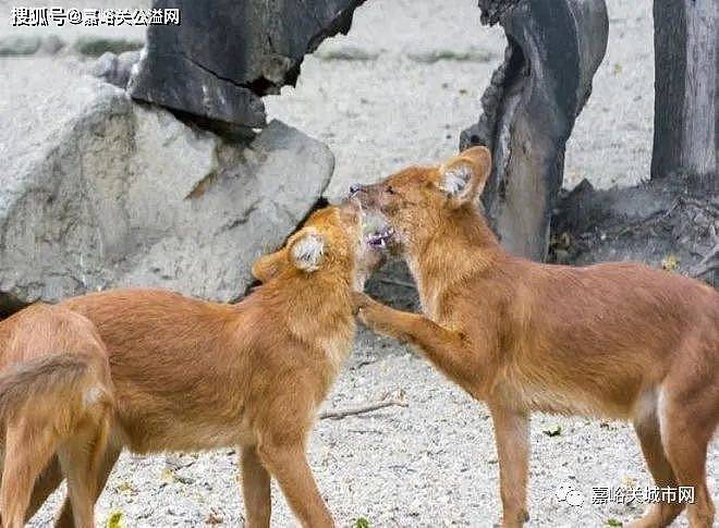 祁连山出现的“红狗”是什么动物？被称为猛兽之首，敢猎杀老虎？ - 1