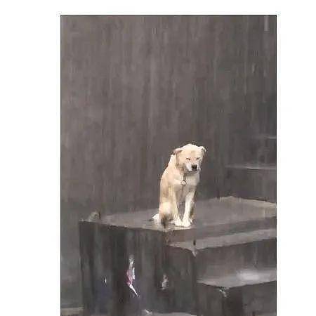 大雨倾盆时狗狗被淋透，脖子有枷锁，默默在雨里哭泣 - 4