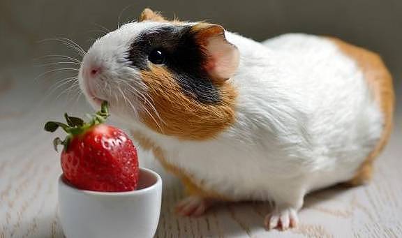 豚鼠和兔子等爱吃的草粉，是药还是保健品，怎样吃才科学？ - 5