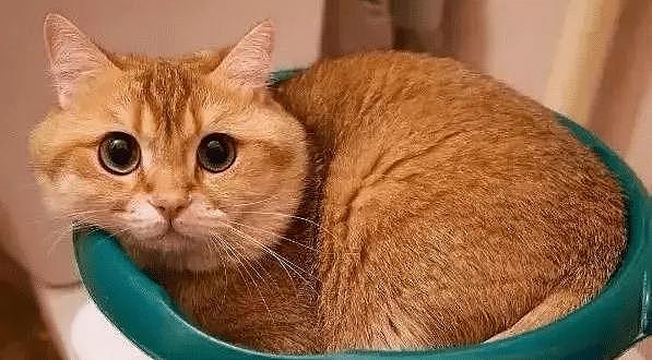 一只平平无奇的橘猫，身上竟藏着7个“世界之最”，你不知道吧！ - 5