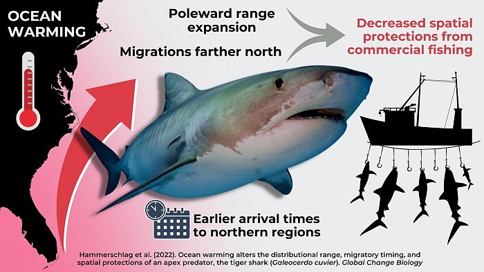 Tiger-Shark-Migrations-Altered-by-Climate-Change-2048x1152.jpg