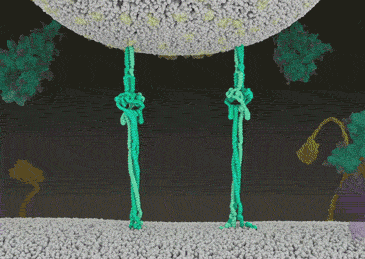 新冠病毒同细胞融合的动画 图片来源：自然