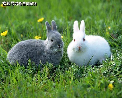 【养宠小知识】兔子吃的兔粮 - 3