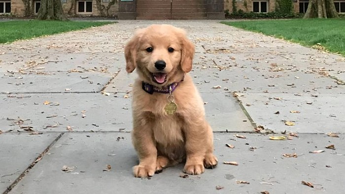 Puppy-Koa-at-Princeton-University-777x437.jpg