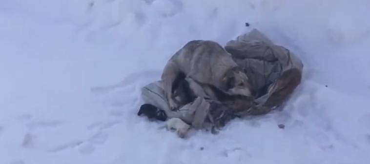 冰天雪地里发现1只狗狗，它被冻得瑟瑟发抖，还用身体围住幼崽 - 1