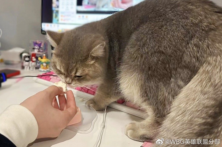 WBG分享Xiaohu宠物麻薯生日返图：是一岁生日的快乐小猫咪! - 5