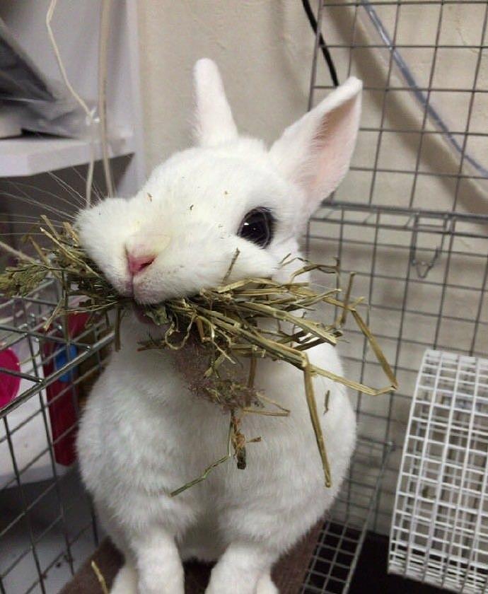 主人给兔子换食，蠢兔子以为没得吃，嘴里含着一口草吃兔粮好委屈 - 5