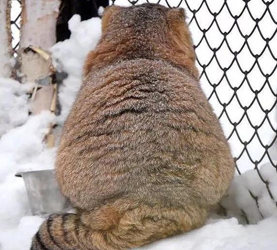 兔狲待在户外雪地里，远处看像一块糖霜面包，背影胖乎乎好呆萌 - 4