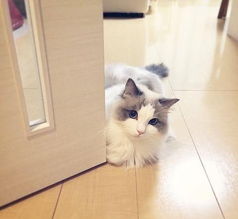 日本一布偶猫因太漂亮而成为“网红猫”, 然而人家其实是一个男孩纸! - 5