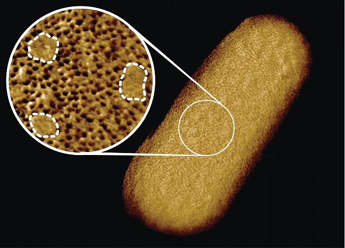 Living-E-coli-Bacterium-2048x1476.jpg