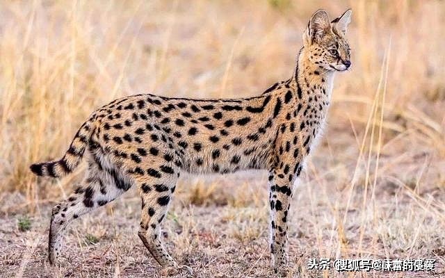 这种猫科动物被誉为小猎豹，天生4条大长腿，捕鼠能力让家猫羞愧 - 1