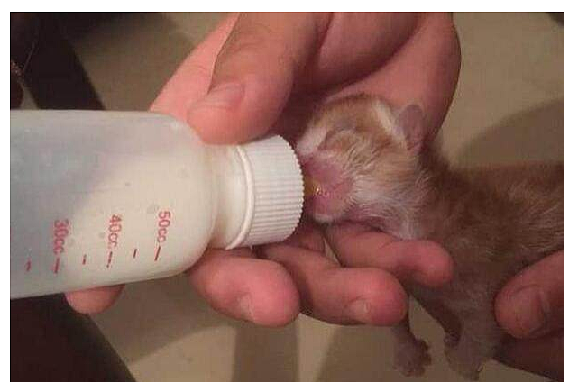 刚出生的小奶猫被丢弃，小伙买奶粉给小奶猫喂奶维持生命！ - 2