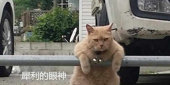 停车场有一只橘猫，每天凶巴巴地盯着路人：别耍花招，这片归我管 - 2