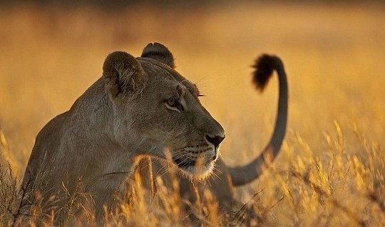 什么动物能够杀死狮子，野生非洲狮的综合战斗力到底有多恐怖？ - 6