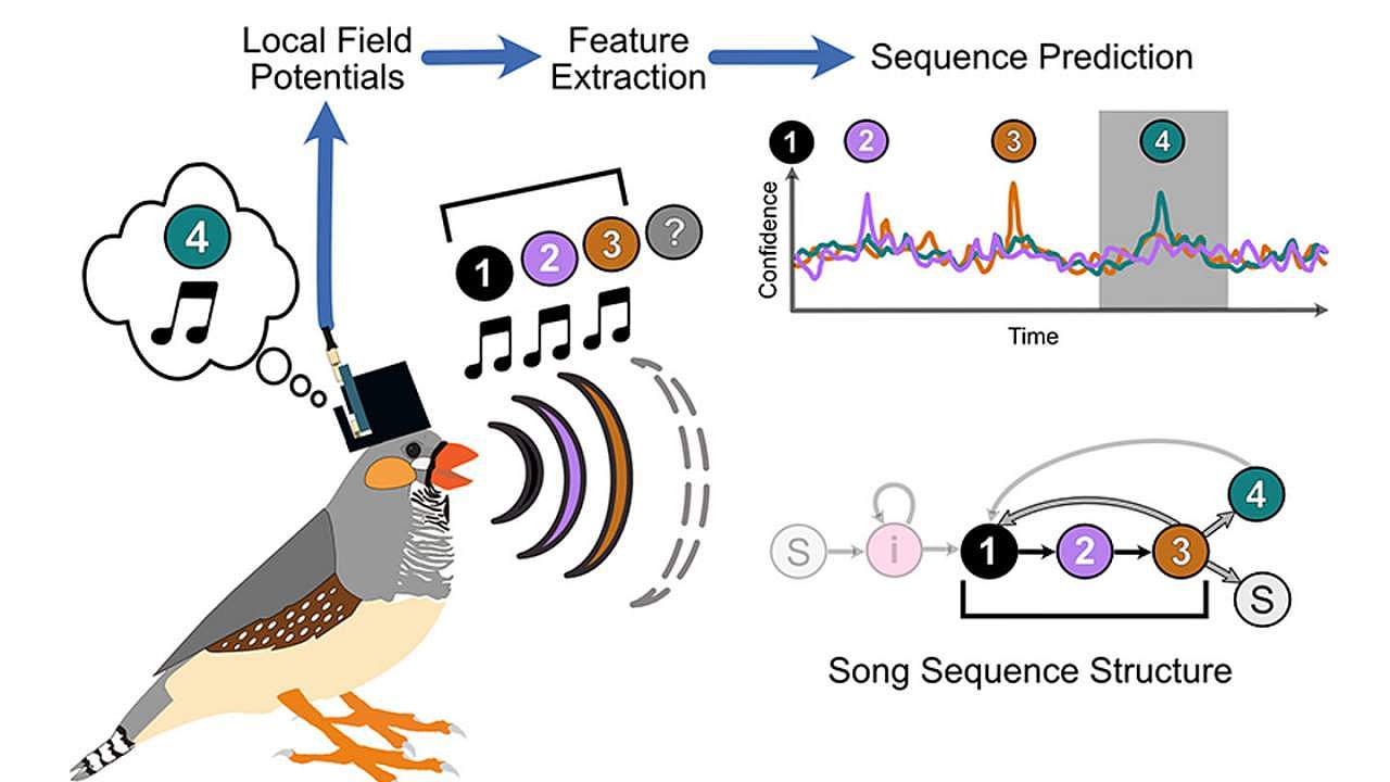 实验根据大脑信号预测出鸟类会唱以及何时唱出的音节 - 1
