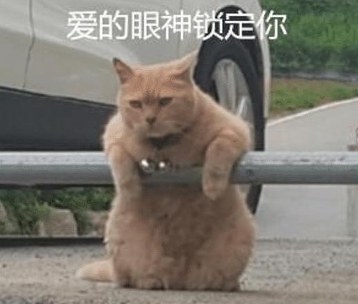 停车场上发现一只橘猫，眼神凶巴巴的，难道是停车场“扛把子”？ - 5