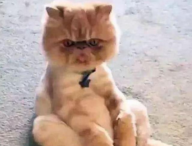 这只加菲猫的姿势和表情萌爆了，能不能要不要直看着人家 - 1