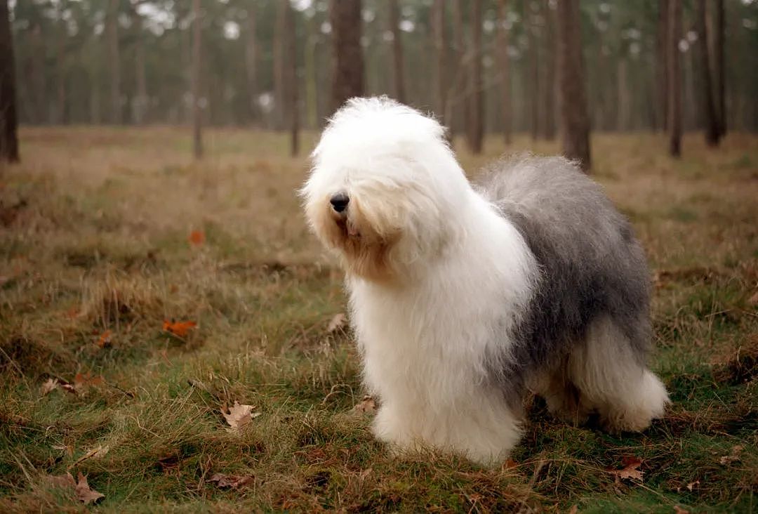 百科 | 古代英国牧羊犬，粘人的毛毛熊 - 4