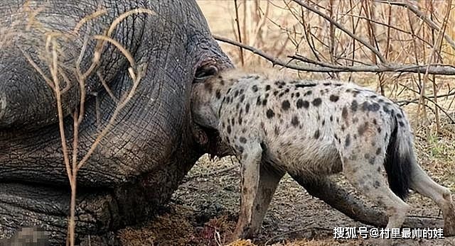非洲草原上的肛肠科大夫，鬣狗实力强大但性情温顺，从来不伤人 - 5