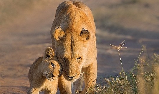 什么动物能够杀死狮子，野生非洲狮的综合战斗力到底有多恐怖？ - 7