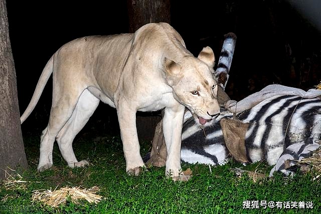 狮子猎杀小斑马，被斑马妈妈一脚踢中头部，母斑马成功救走幼崽 - 3