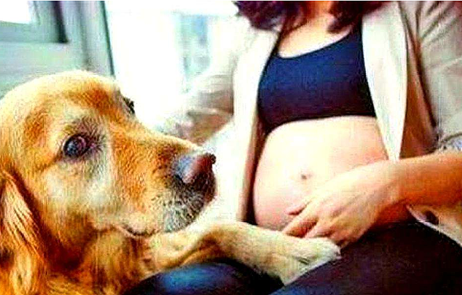 女主人怀孕5个月，狗狗总蹭主人肚皮，医院产检后家人不淡定了！ - 4