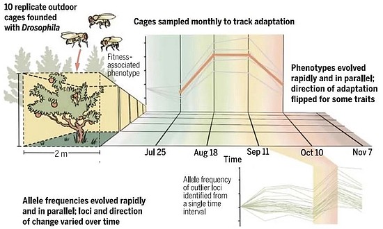 短短四个月基因组60%变了 实验显示果蝇惊人的演化速度 - 4
