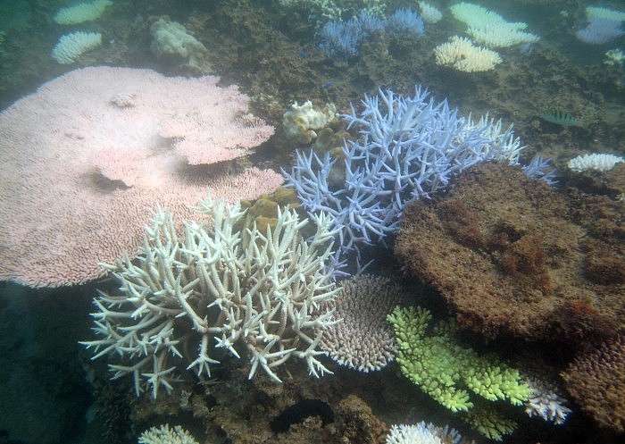 Coral-Bleaching-in-Okinawa-Japan-scaled.jpg