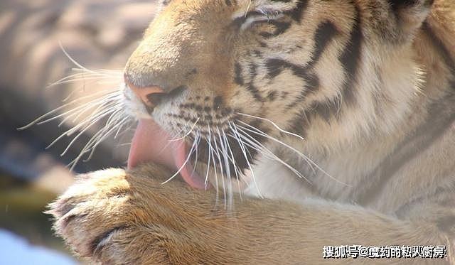除了爪子和牙齿外，老虎的舌头也是一把刮骨刀，被舔一下后果严重 - 6