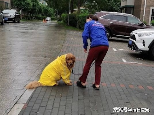 主人担心下大雨，想带金毛回家，狗狗坐地不愿走：我穿了雨衣 - 3