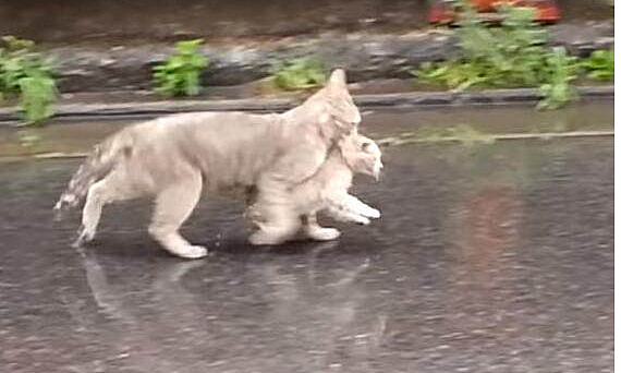 大雨天路边看见猫妈妈叼着小猫狂跑，让人感叹猫妈太暖心了 - 1