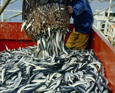 捕鱼量常占世界第一位的是哪个国家？是不是日本？ - 1