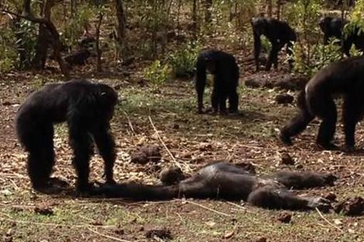 贡贝黑猩猩战争的全过程 - 6