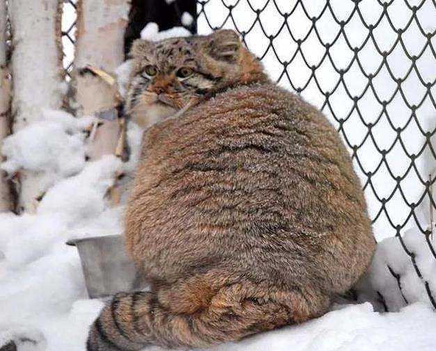 兔狲待在户外雪地里，远处看像一块糖霜面包，背影胖乎乎好呆萌 - 3