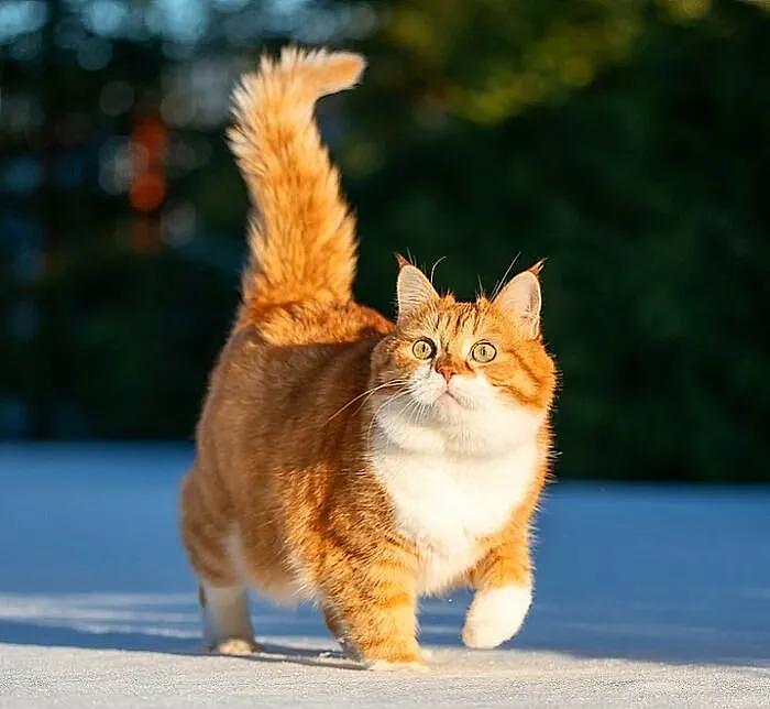 即使你阅猫无数，见到这只橘猫也会心动，真的太美了 - 17