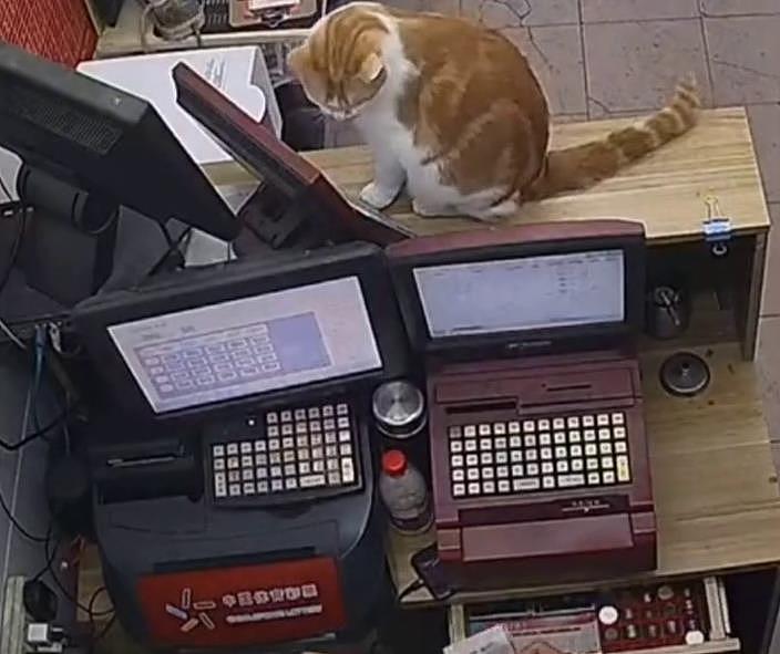橘猫在彩票店“打出”一张彩票！无数网友围观：若中了就是招财猫 - 2