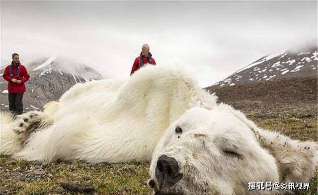 快饿死的北极熊，普通人为何不能给它投食？拯救它们难道不对吗？ - 2