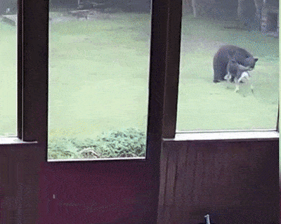 邻居来敲门：你家大德牧在院子里跟一头熊玩耍... - 5