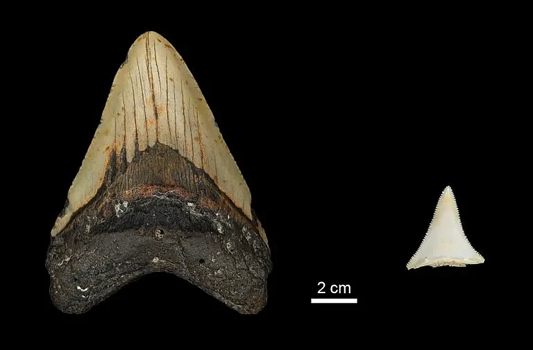 Early-Pliocene-Otodus-Megalodon-and-Modern-Great-White-Shark-Tooth-Comparison-768x505.webp