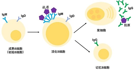 施一公团队揭示人源IgM-B细胞受体三维结构 - 1