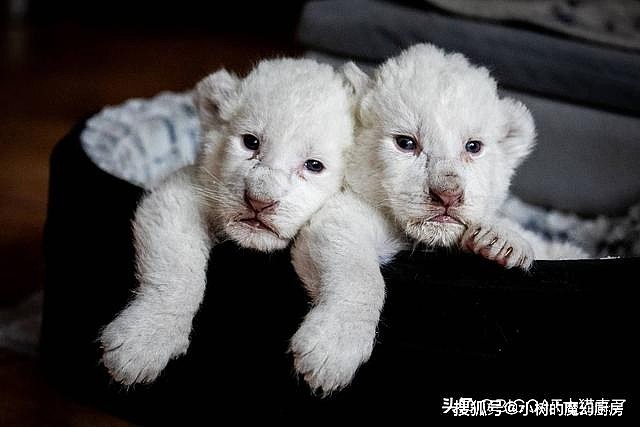 两只白狮从马戏团中救出，不久生出两只小白狮，活像两只拉布拉多 - 8