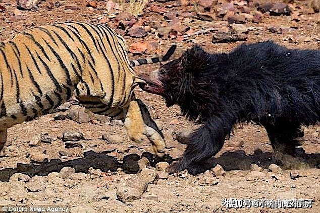 老虎能秒杀懒熊？继让老虎“屁股开花”后，懒熊又一次把老虎吓跑 - 7
