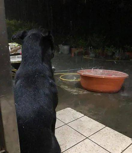 狗子从小喜欢坐水盆玩耍，结果第一次遇到下大雨吓到腿软发抖：救命啊！ - 4