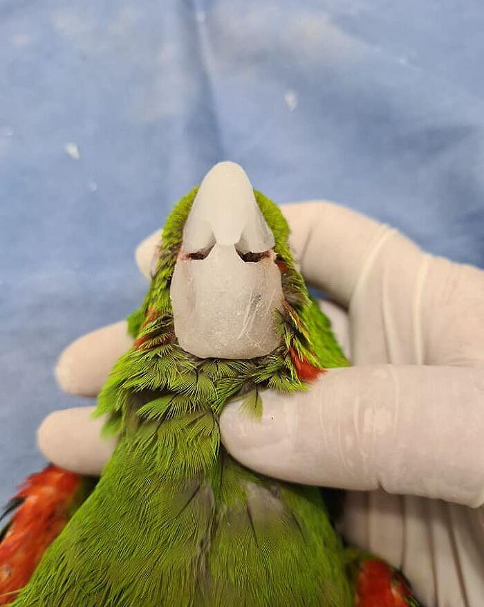 拯救鹦鹉！巴西一只鹦鹉的喙严重受损，装上人工喙后可以吃米糊 - 14
