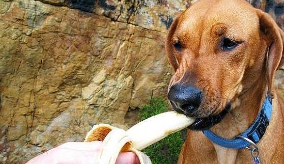 请狗狗吃香蕉，你需要担心的并不是中毒，而是狗狗吃得太多会变胖 - 4