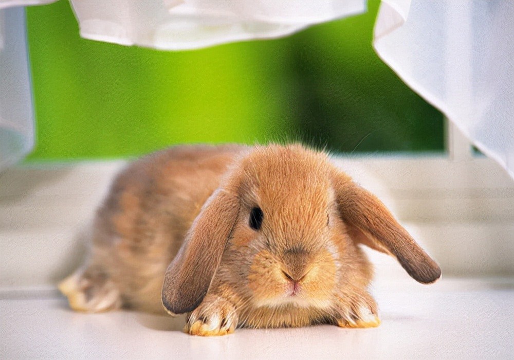 萌兔护理：兔子有球虫病的征兆，初期有哪些表现，怎样处理快？ - 1